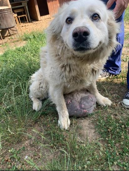 Chirurgické odstránenie nádoru u psov a mačiek Veterinár Košice VETERAS.sk